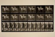 Walking; saddle; female rider, nude; gray horse, Tom
