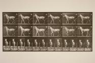 Walking; sulky; light-gray mare, Katydid