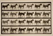 Walking; sulky; sorrel mare, Nellie Rose