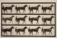 Walking; sulky; bay horse, Reuben
