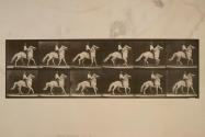 Ambling (single foot); bareback; white horse, Clinton