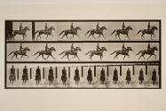 Racking (pacing); saddle; brown horse, Pronto