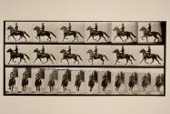 Racking (pacing); saddle; brown horse, Pronto