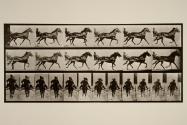 Racking (pacing); sulky; brown horse, Pronto