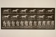 Trotting; free; light-gray horse, Eagle