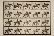 Trotting; bareback; dark-gray Belgian horse, Hansel