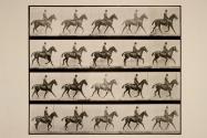 Trotting; saddle; bay horse, Daisy