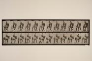 Trotting; bareback; dark-gray Belgian horse, Dusel