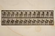 Trotting; bareback; dark-gray Belgian horse, Dusel