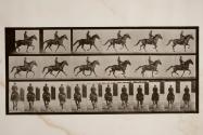 Trotting; saddle; brown mare, Beauty