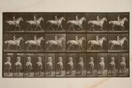 Trotting; bareback; rider, 43, nude; light-gray horse, Smith