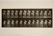 Trotting; saddle; white horse, Elberon