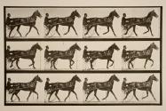 Trotting; sulky; bay horse, Reuben