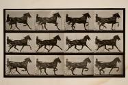 Trotting; sulky; bay horse, Reuben