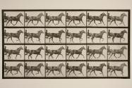 Trotting; sulky; bay mare, Lizzie M.