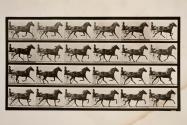 Trotting; sulky; bay mare, Lizzie M.