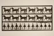 Trotting; sulky; bay horse, Dercum