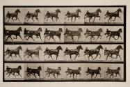 Trotting; sulky; sorrel mare, Nellie Rose