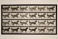 Trotting; sulky; breaking to gallop; sorrel mare, Flode Holden