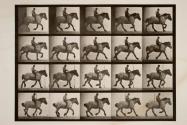 Canter; bareback; dark-gray Belgian horse, Hansel