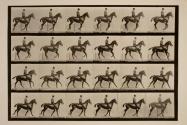 Canter; saddle; bay horse, Daisy