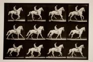 Canter; bareback; rider, 106, nude; white horse, Clinton