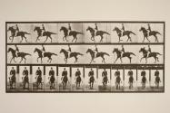 Canter; saddle; brown horse, Middleton