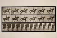 Canter; saddle; brown horse, Middleton