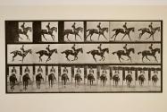 Canter; saddle; thoroughbred bay mare, Annie G.