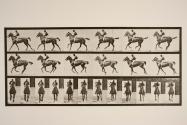 Canter; saddle; thoroughbred bay mare, Annie G.