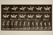 Canter; saddle; rider, 43, nude; gray horse, Smith