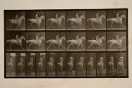 Canter; bareback; rider, 43, nude; gray horse, Smith