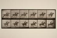 Gallop; saddle; bay horse, Daisy