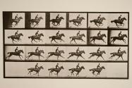 Gallop; thoroughbred bay horse, Bouquet