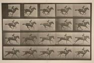 Gallop; thoroughbred bay mare, Annie G.