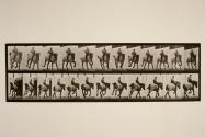 Gallop; bareback; Belgian draught horse, Hansel