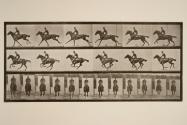 Gallop; saddle; thoroughbred bay horse, Bouquet