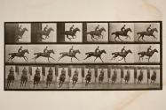 Gallop; saddle; thoroughbred bay horse, Bouquet