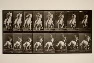 Gallop; saddle; gray horse, Dan