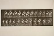 Gallop; saddle; gray mare, Pandora