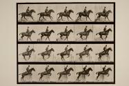 Jumping a hurdle; saddle; preparing for the leap; bay horse, Daisy