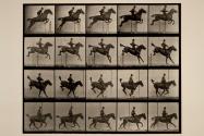 Jumping a hurdle; saddle; clearing, landing and recovering; bay horse, Daisy