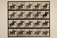 Jumping a hurdle; saddle; bay horse Daisy