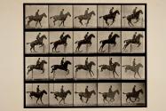 Jumping a hurdle; saddle; bay horse, Daisy