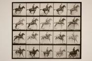 Jumping a hurdle; saddle; bay horse, Daisy