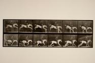 Jumping a hurdle; saddle; knocking over hurdle and landing; rider 105; gray mare, Pandora