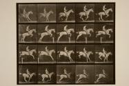 Jumping a hurdle; saddle; rider, 105, nude; gray mare, Pandora