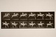 Jumping a hurdle; bareback; clearing and landing; rider, 105, nude; gray mare, Pandora
