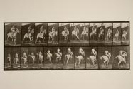 Jumping a hurdle; saddle; rider, 105, nude; gray mare, Pandora