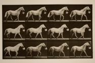 Walking with a bucket in mouth; light-gray horse, Eagle